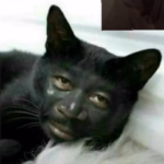 Foto do perfil de Ricardo Vieira